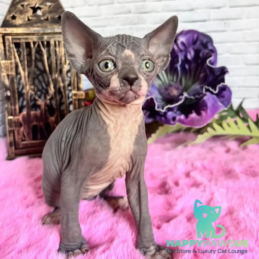 Christa Canadian Sphynx female black bicolour - live animals