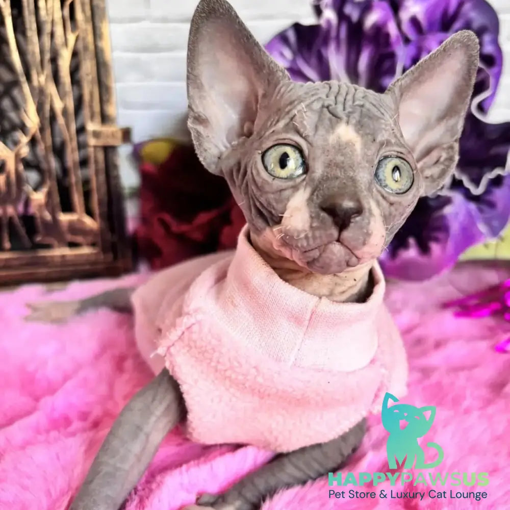 Christa Canadian Sphynx female black bicolour - live animals