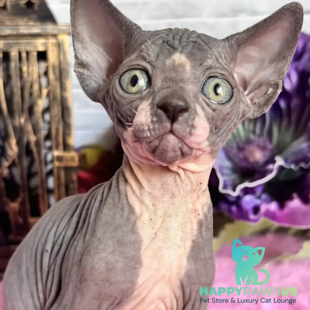 Christa Canadian Sphynx female black bicolour - live animals