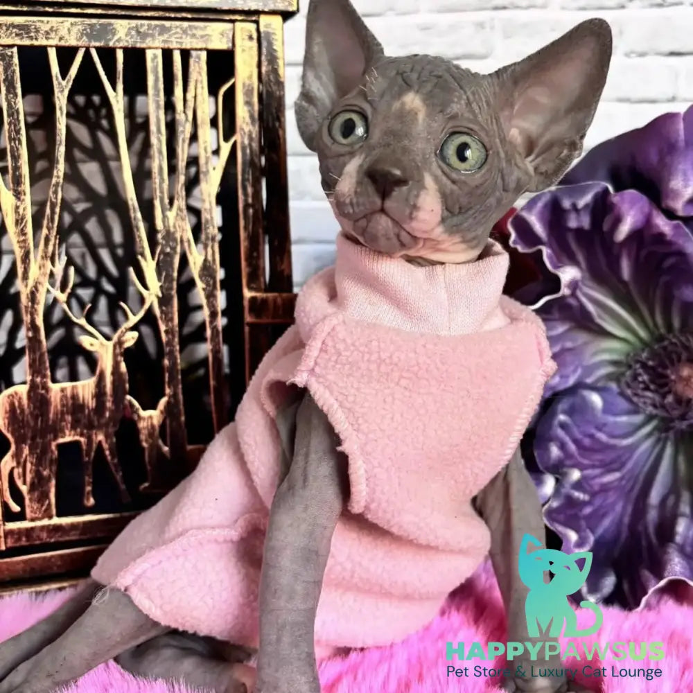 Christa Canadian Sphynx female black bicolour - live animals
