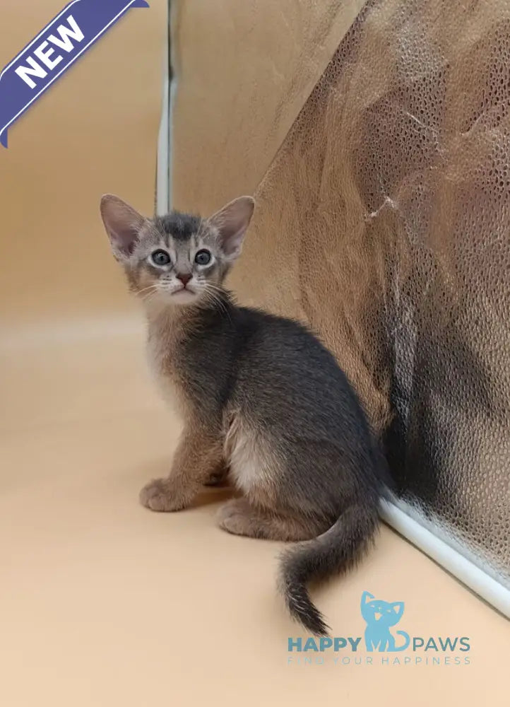 Christian Abyssinian male blue live animals
