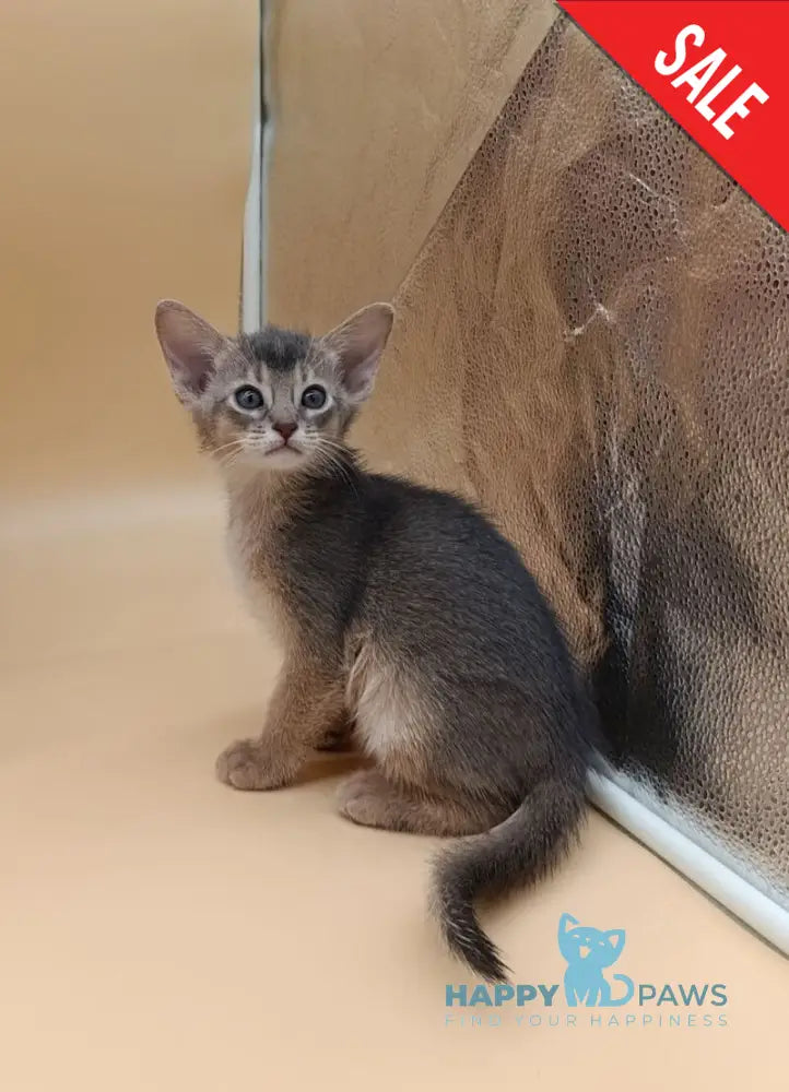 Christian Abyssinian male blue live animals