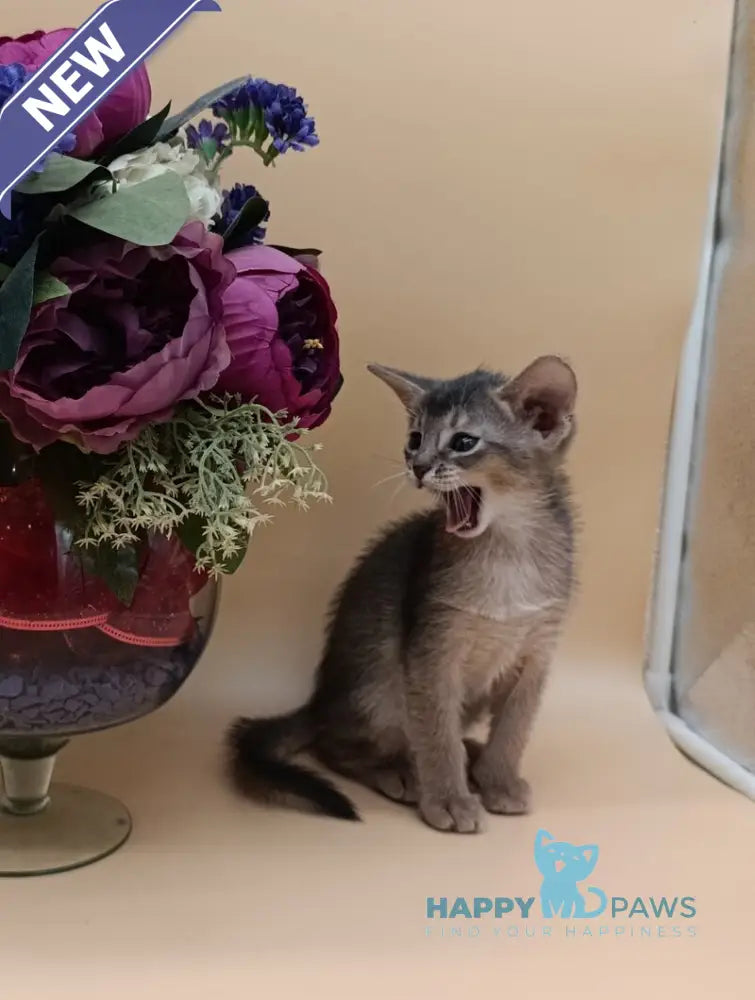 Christian Abyssinian male blue live animals