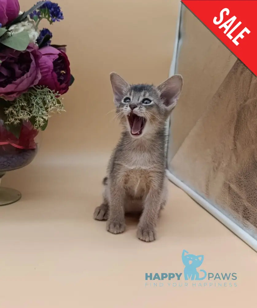 Christian Abyssinian male blue live animals