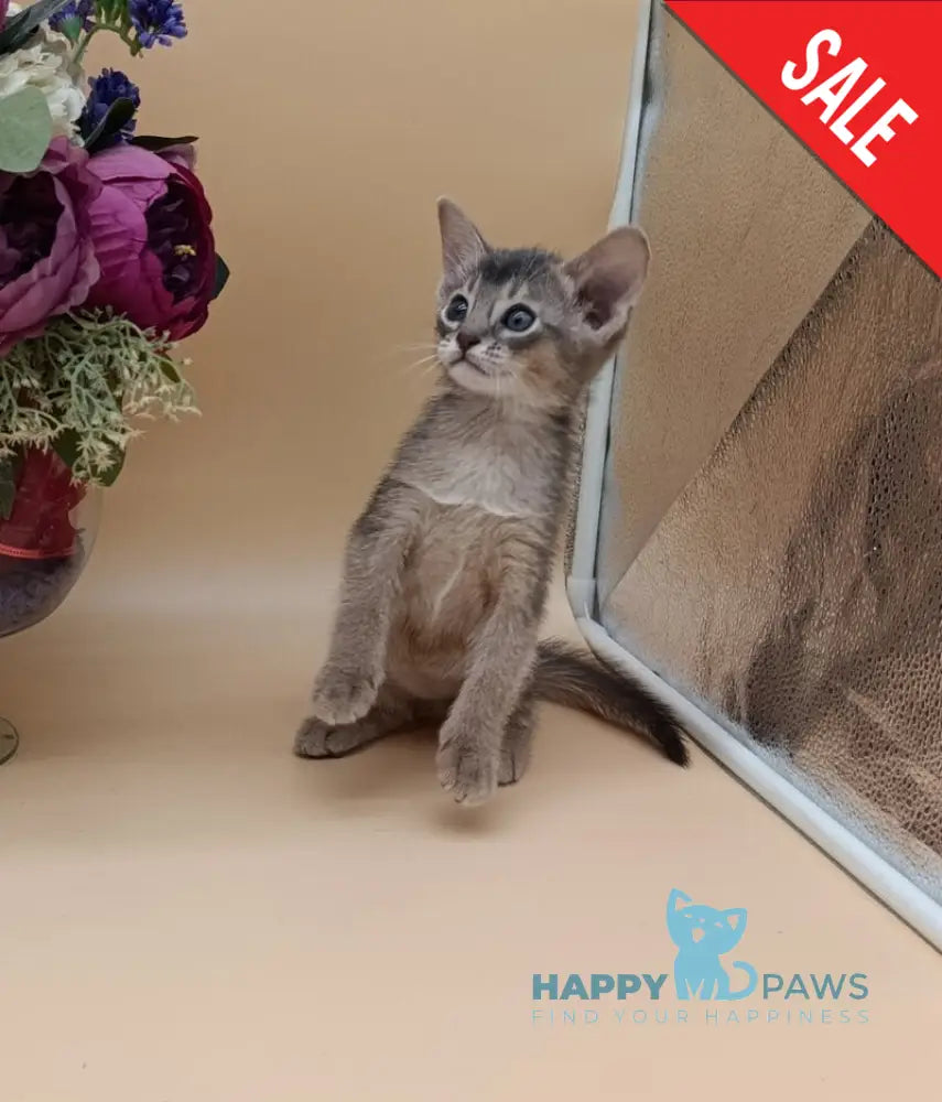 Christian Abyssinian male blue live animals