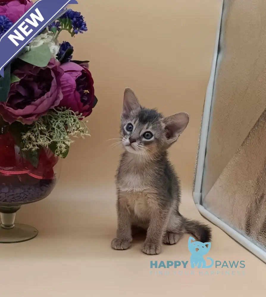 Christian Abyssinian male blue live animals