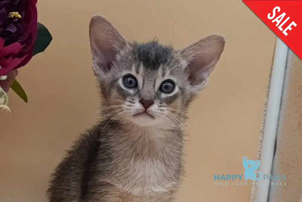 Christian Abyssinian male blue live animals