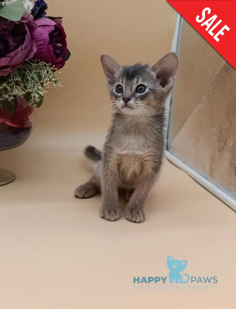 Christian Abyssinian male blue live animals