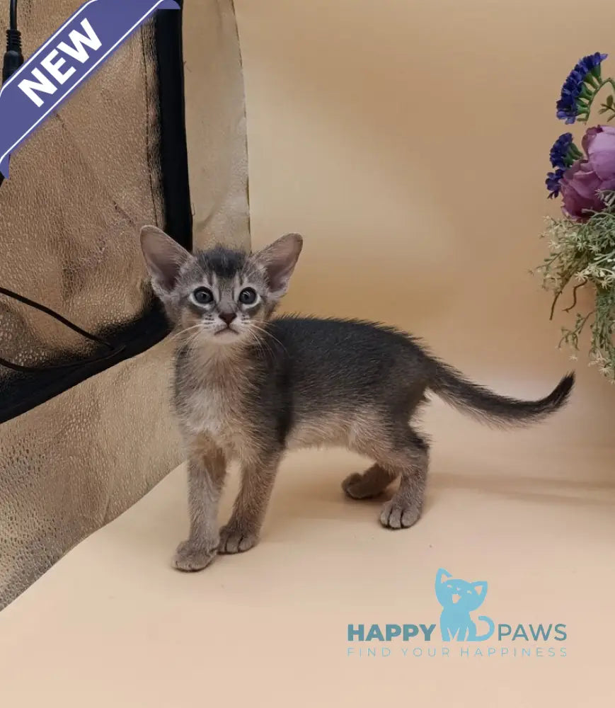 Christian Abyssinian male blue live animals