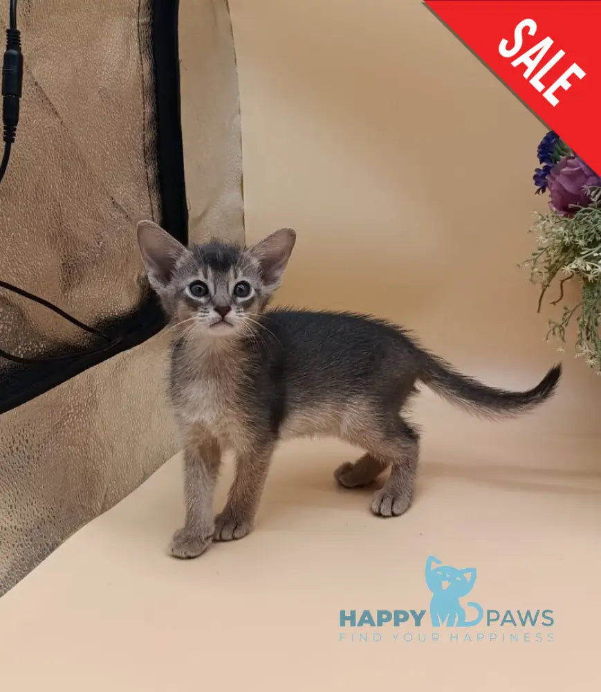 Christian Abyssinian male blue live animals