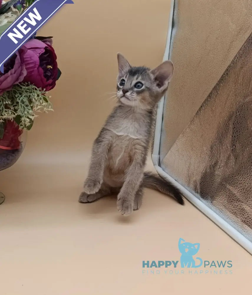 Christian Abyssinian male blue live animals