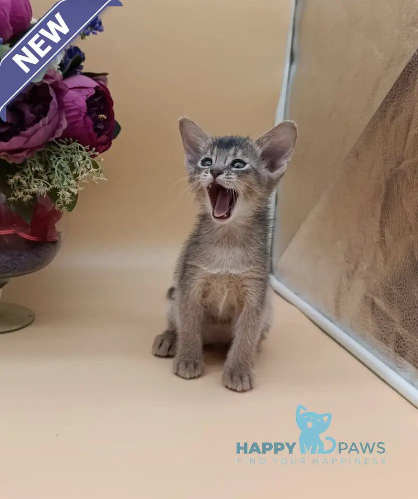 Christian Abyssinian male blue live animals