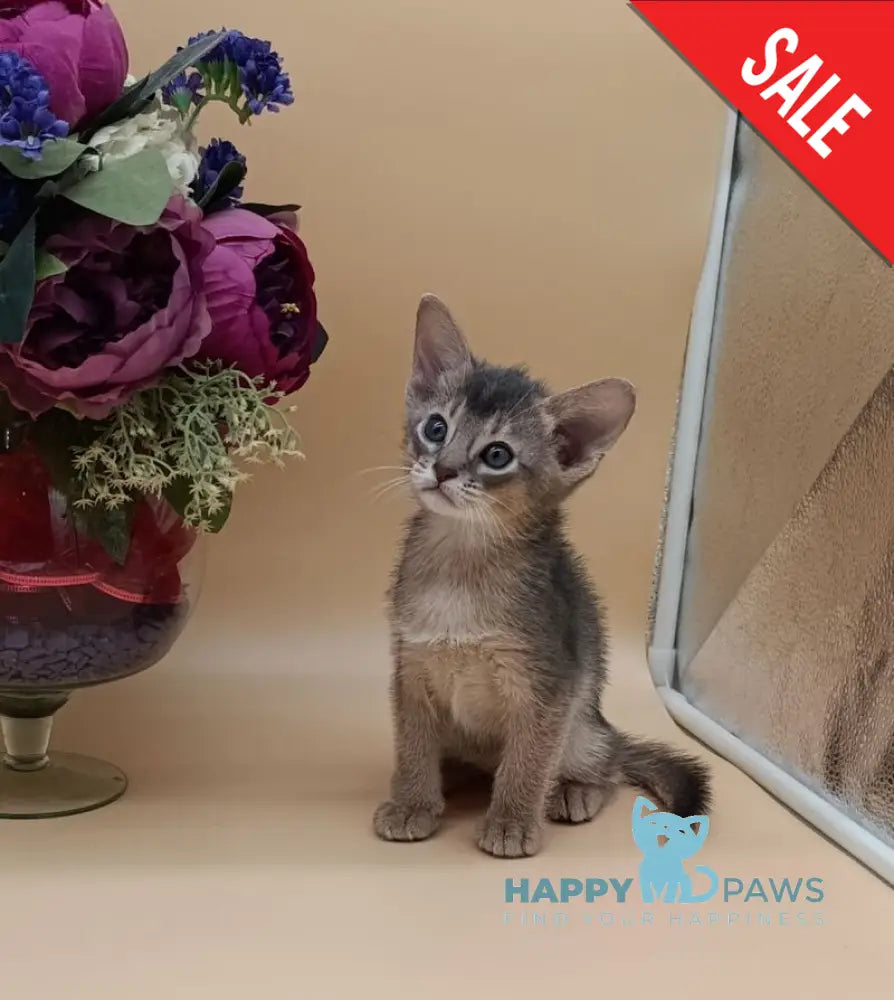 Christian Abyssinian male blue live animals