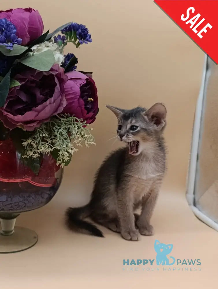 Christian Abyssinian male blue live animals