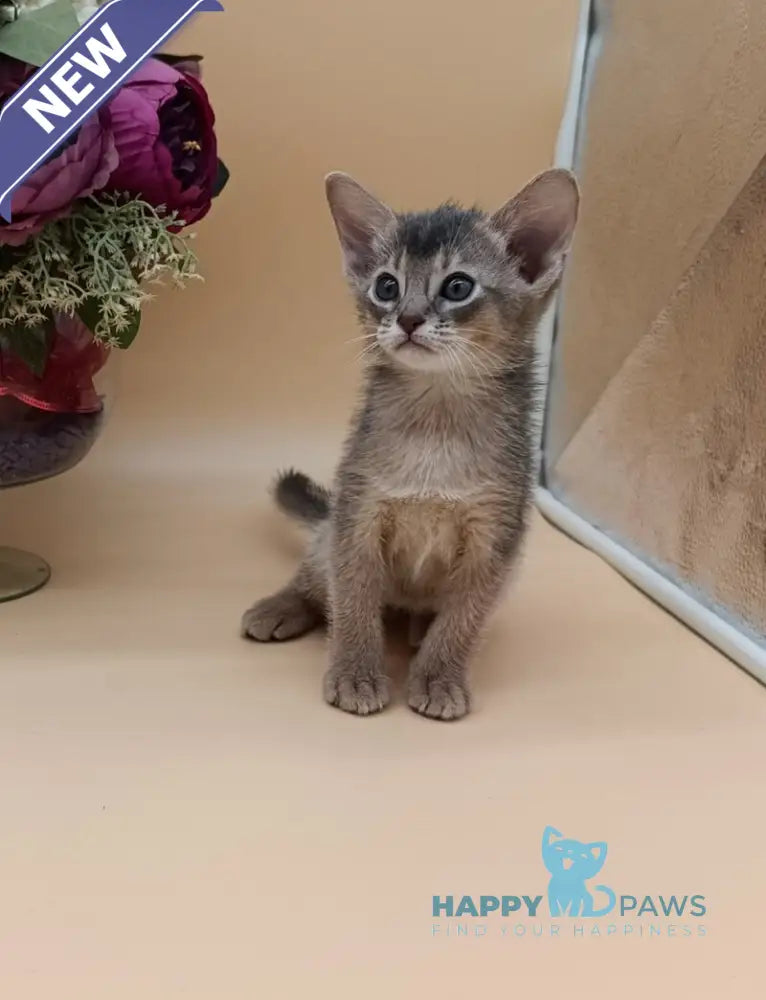 Christian Abyssinian male blue live animals