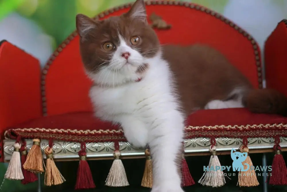 Christopher British Shorthair male cinnamon bicolour live animals