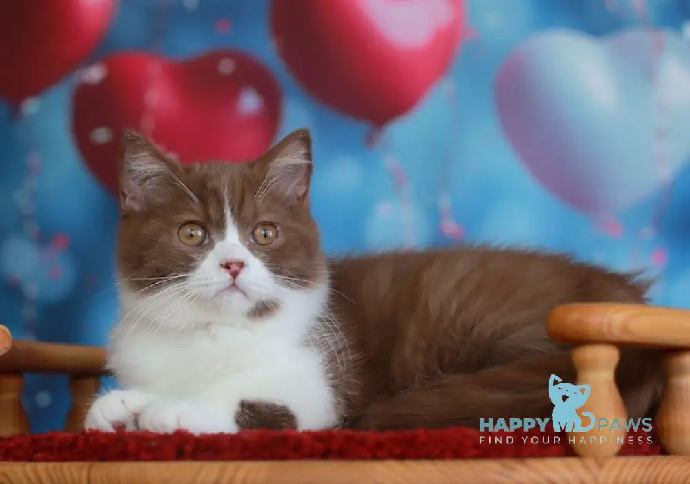 Christopher British Shorthair male cinnamon bicolour live animals