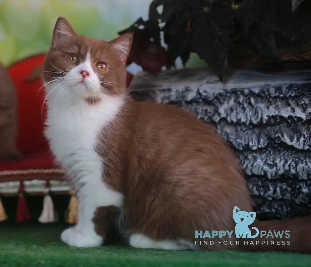 Christopher British Shorthair male cinnamon bicolour live animals