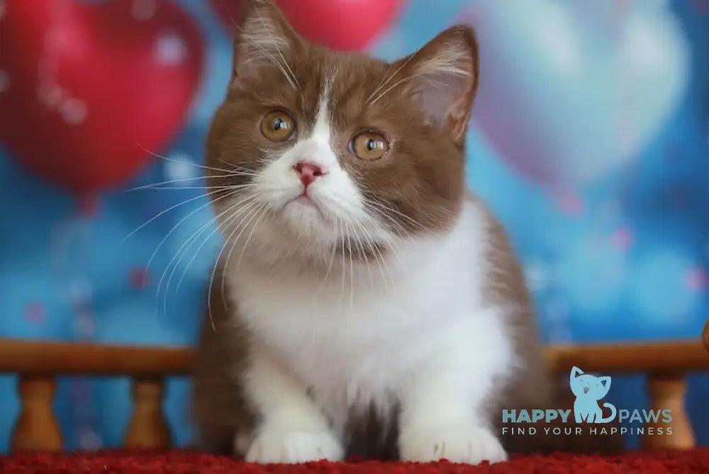 Christopher British Shorthair male cinnamon bicolour live animals