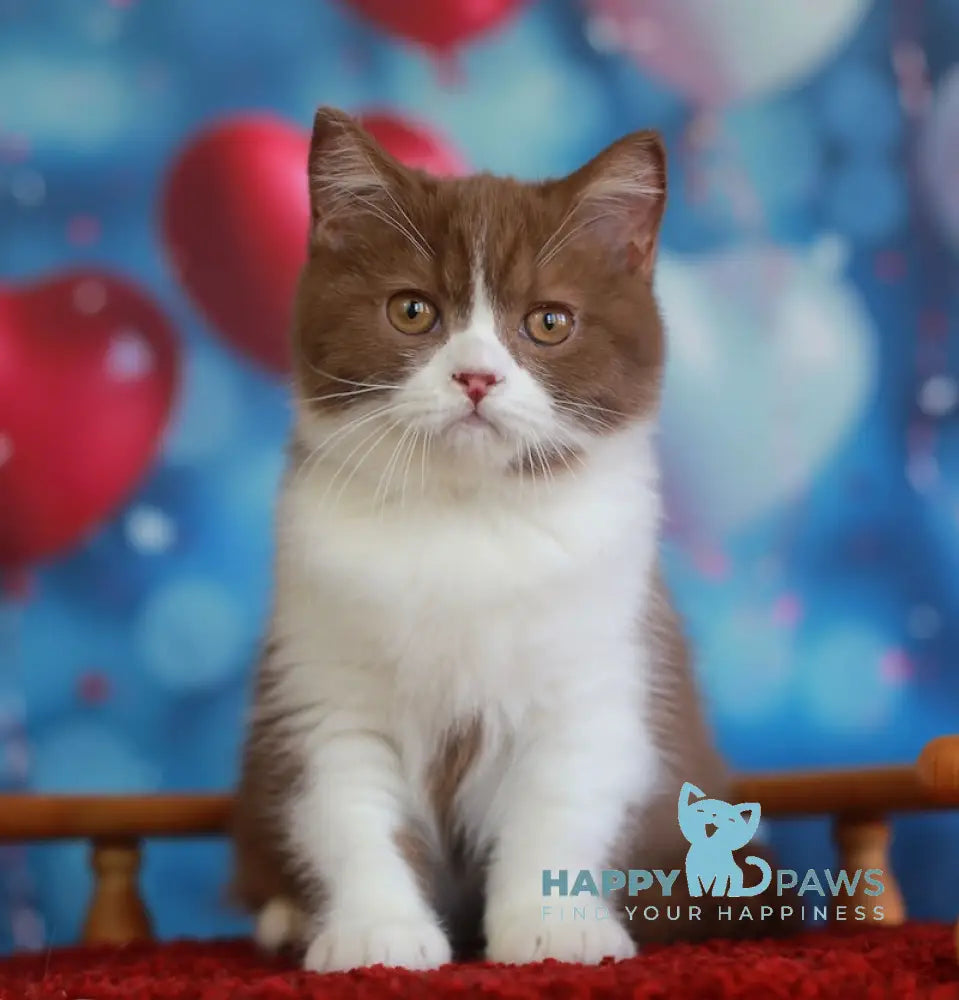 Christopher British Shorthair male cinnamon bicolour live animals