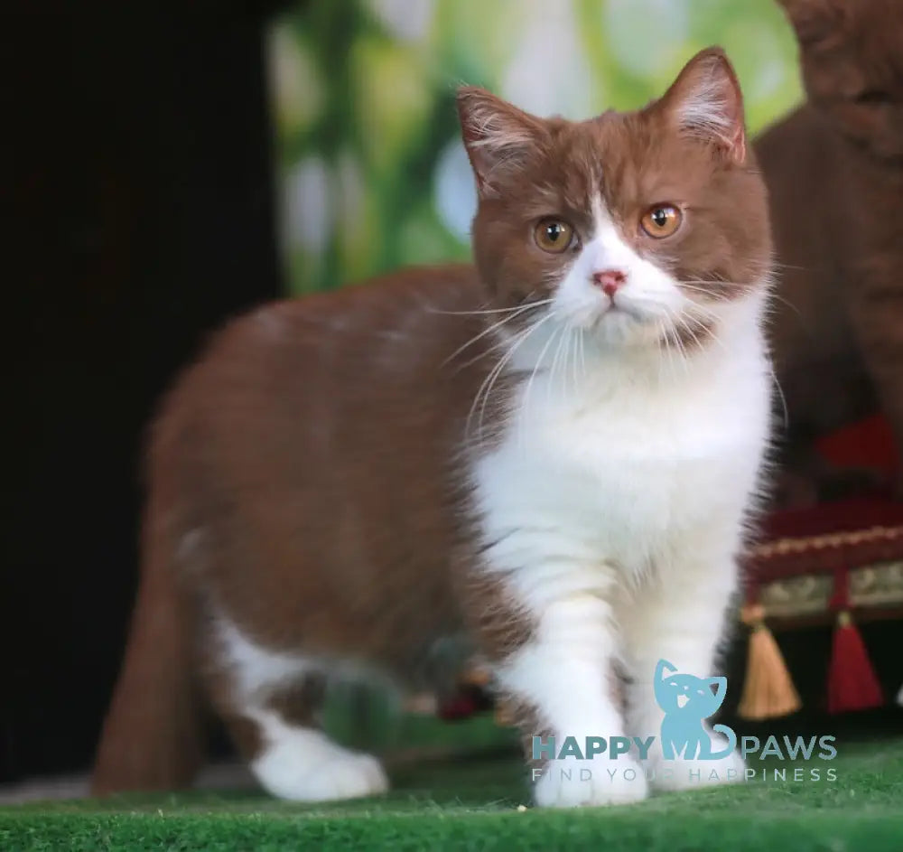 Christopher British Shorthair male cinnamon bicolour live animals
