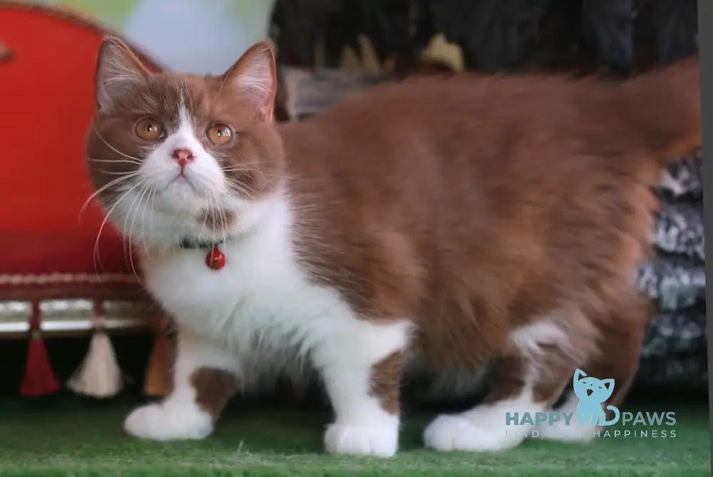 Christopher British Shorthair male cinnamon bicolour live animals