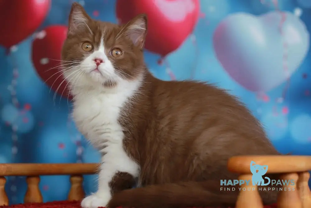Christopher British Shorthair male cinnamon bicolour live animals