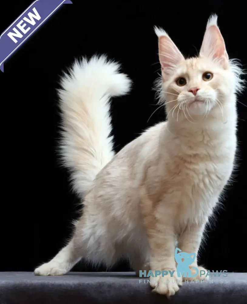 Chuk Maine Coon male red smoke live animals