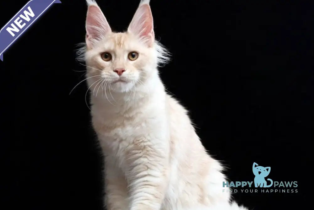 Chuk Maine Coon male red smoke live animals