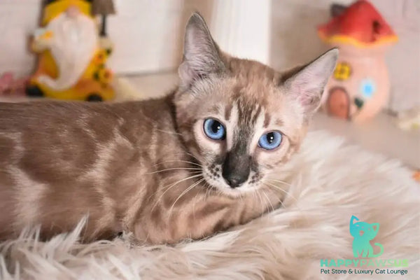 Chuma Bengal female snow mink charcoal - live animals