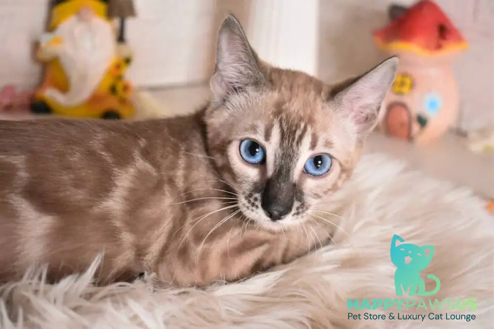Chuma Bengal female snow mink charcoal - live animals