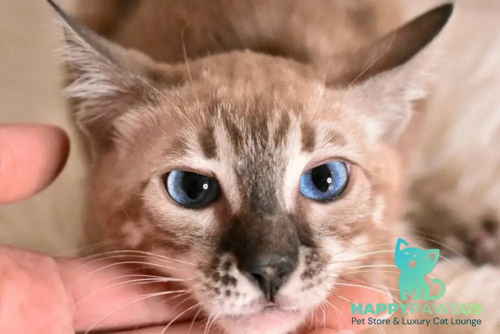 Chuma Bengal female snow mink charcoal - live animals
