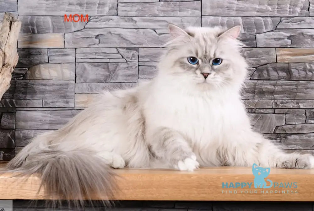 Chunga Neva Masquerade female blue pointed with white live animals