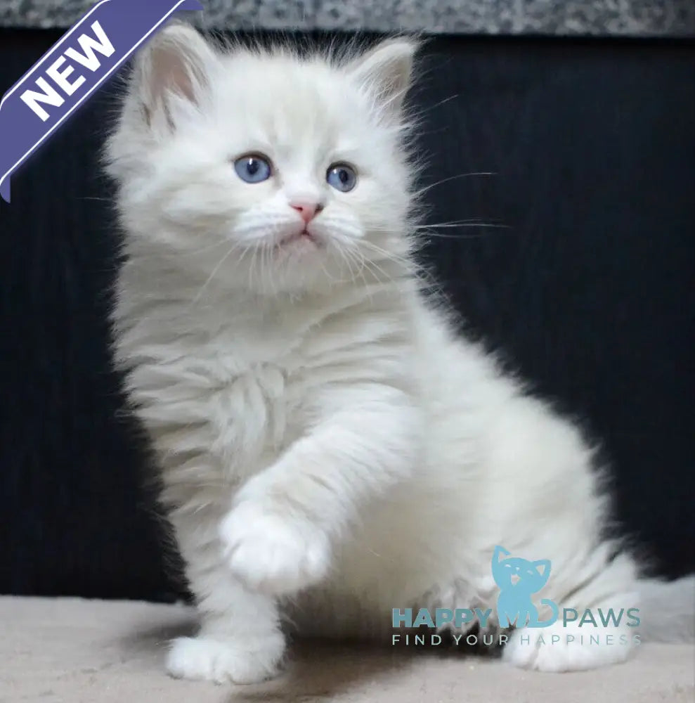 Cian Neva Masquerade male blue tabby pointed bicolour live animals