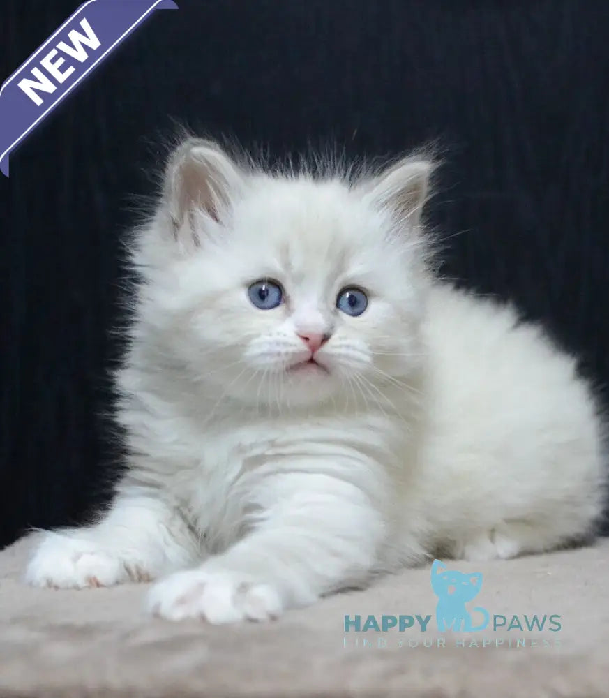 Cian Neva Masquerade male blue tabby pointed bicolour live animals