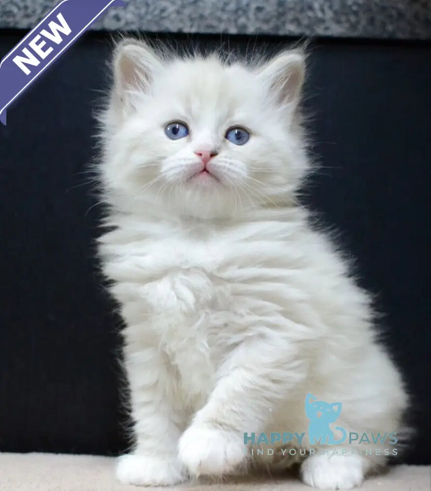 Cian Neva Masquerade male blue tabby pointed bicolour live animals