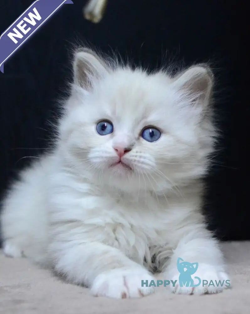 Cian Neva Masquerade male blue tabby pointed bicolour live animals