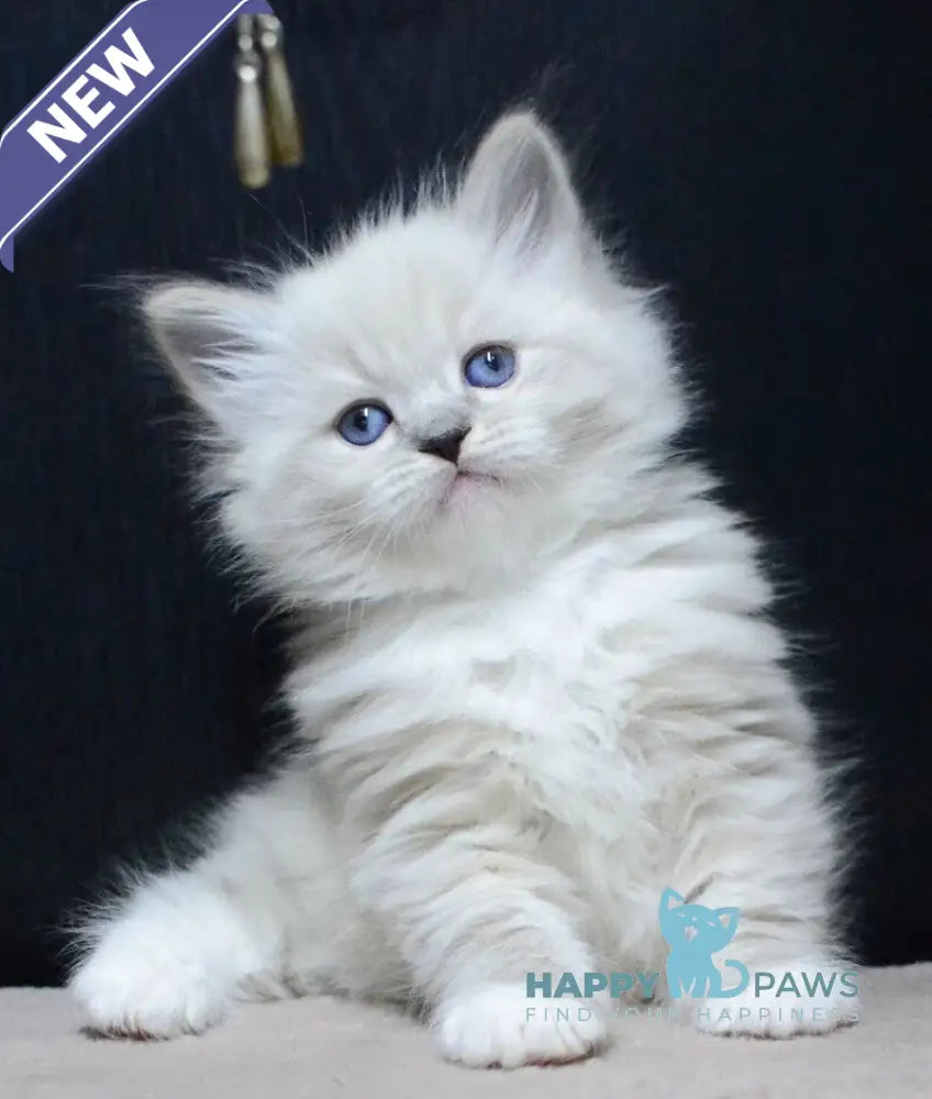 Ciceron Neva Masquerade male blue tabby pointed bicolour live animals