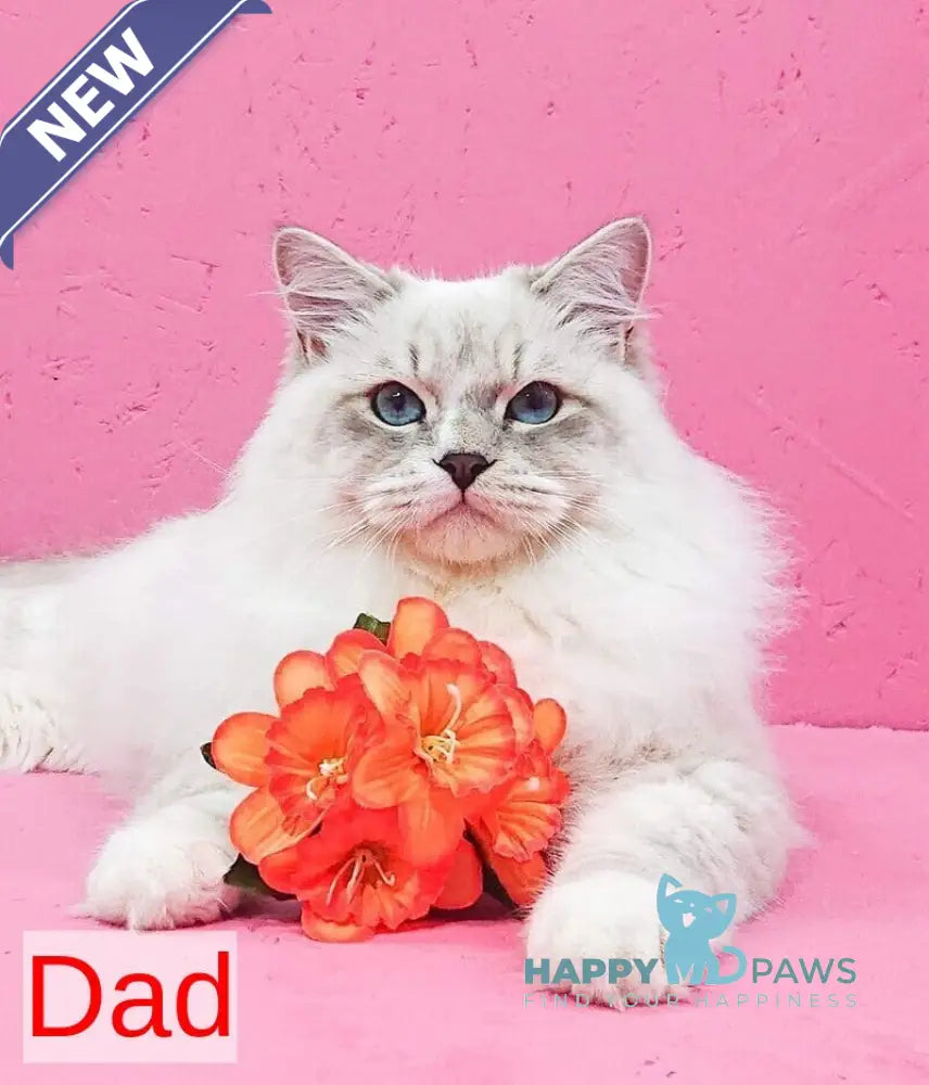 Ciceron Neva Masquerade male blue tabby pointed bicolour live animals