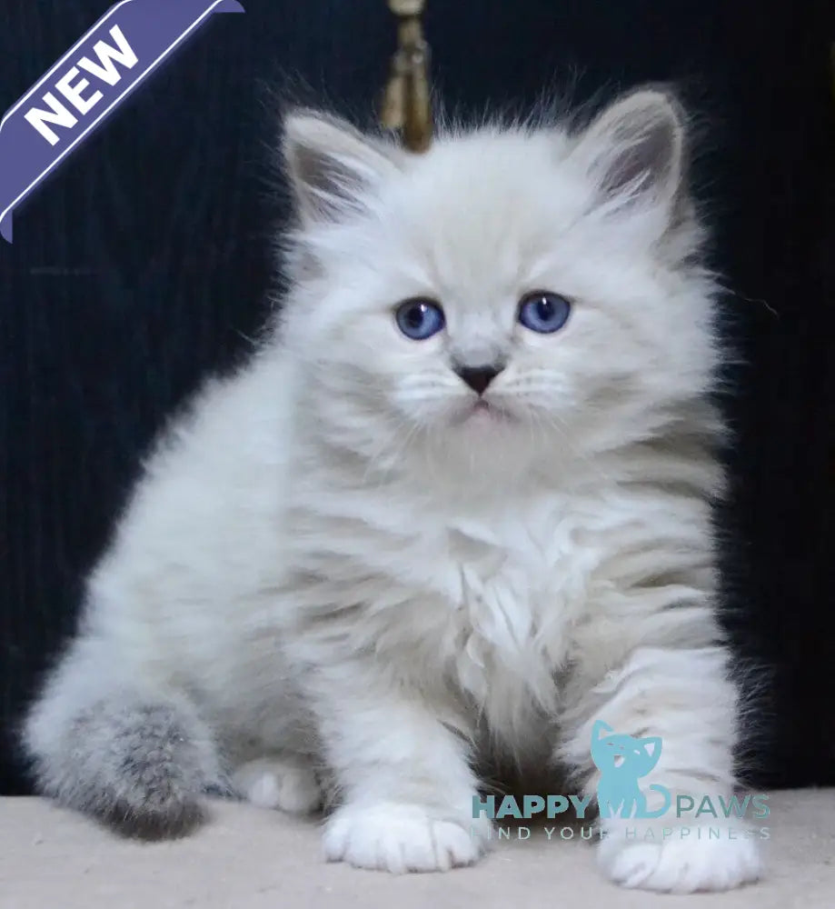 Ciceron Neva Masquerade male blue tabby pointed bicolour live animals