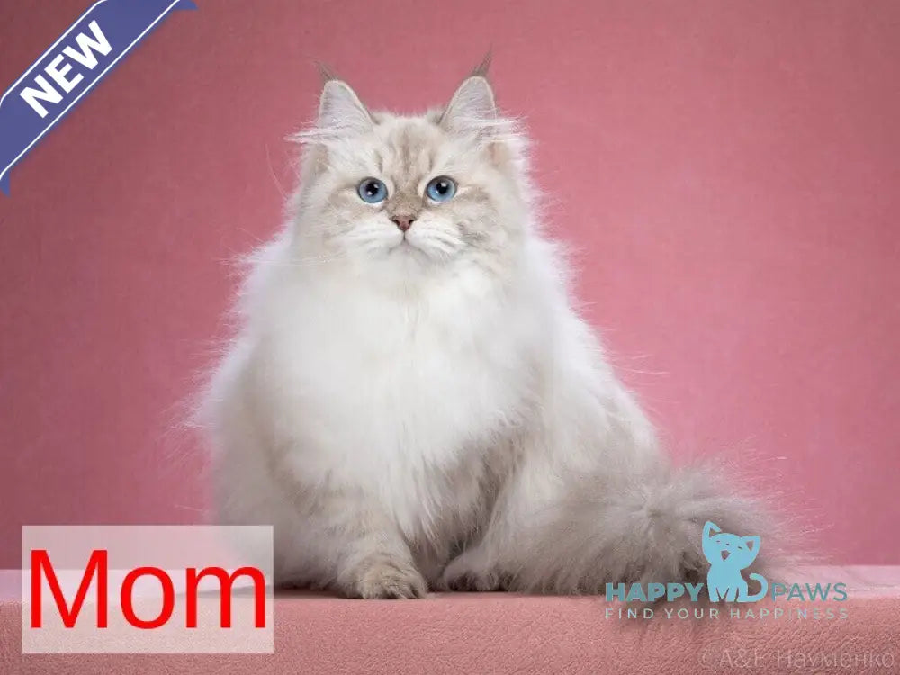 Ciceron Neva Masquerade male blue tabby pointed bicolour live animals