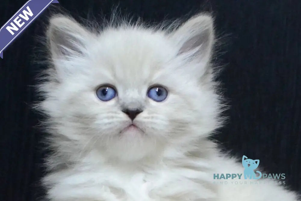 Ciceron Neva Masquerade male blue tabby pointed bicolour live animals