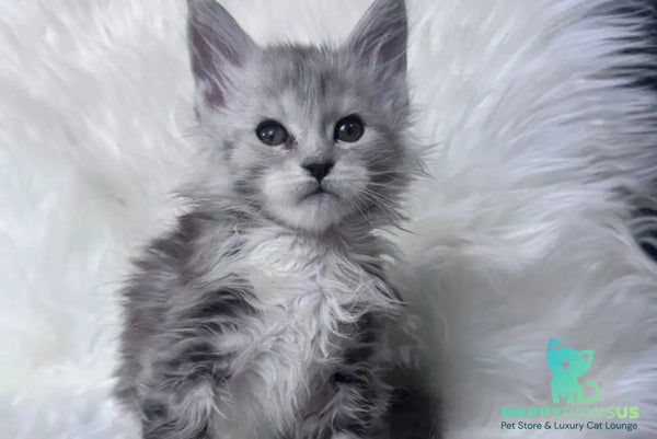 Cillian Maine Coon male black silver tabby bicolour - live animals