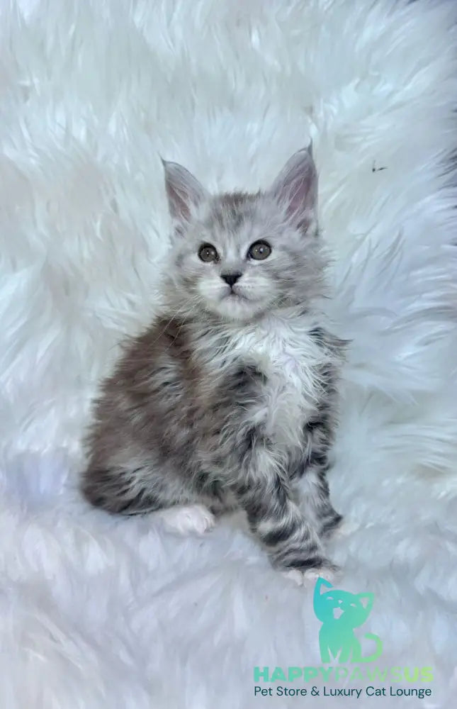 Cillian Maine Coon male black silver tabby bicolour - live animals