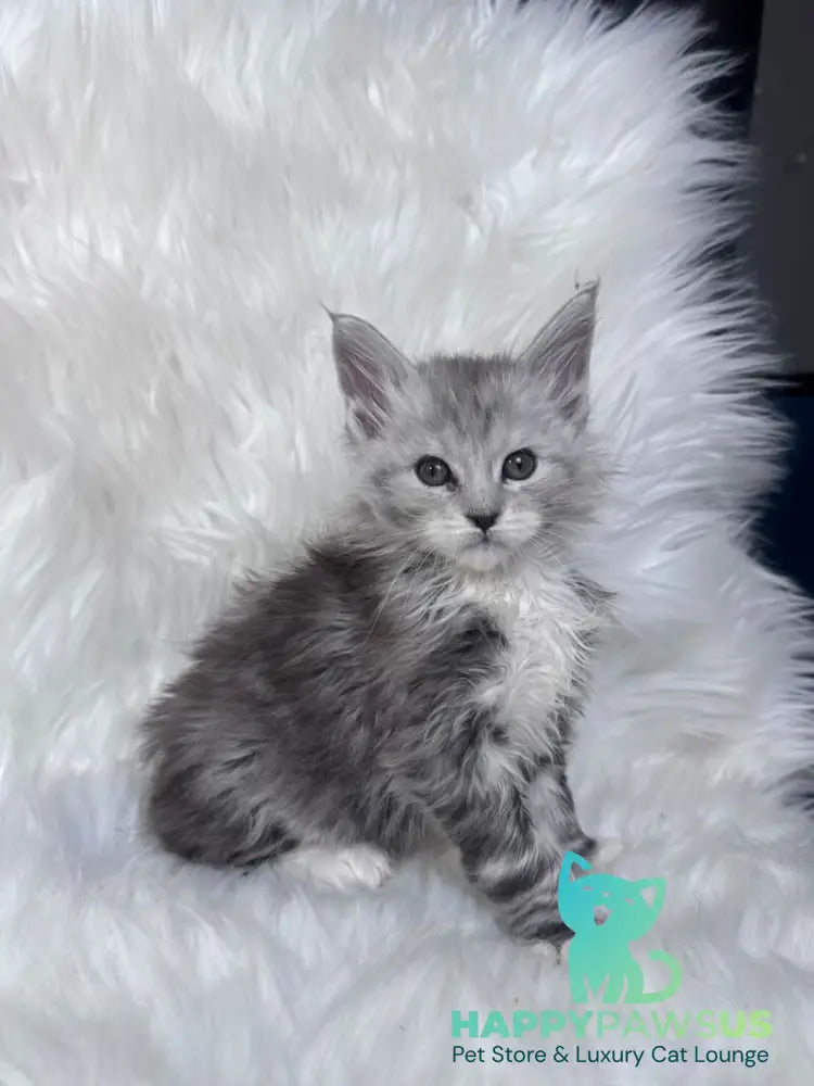 Cillian Maine Coon male black silver tabby bicolour - live animals