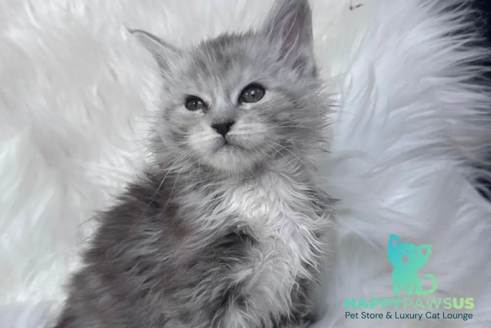 Cillian Maine Coon male black silver tabby bicolour - live animals
