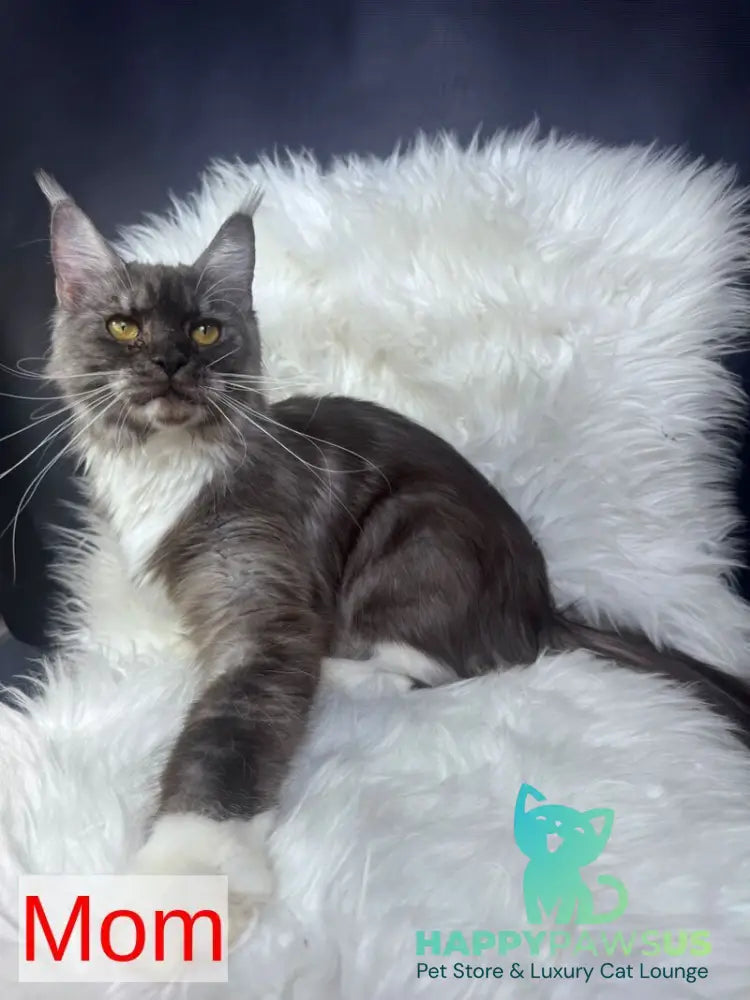 Cillian Maine Coon male black silver tabby bicolour - live animals
