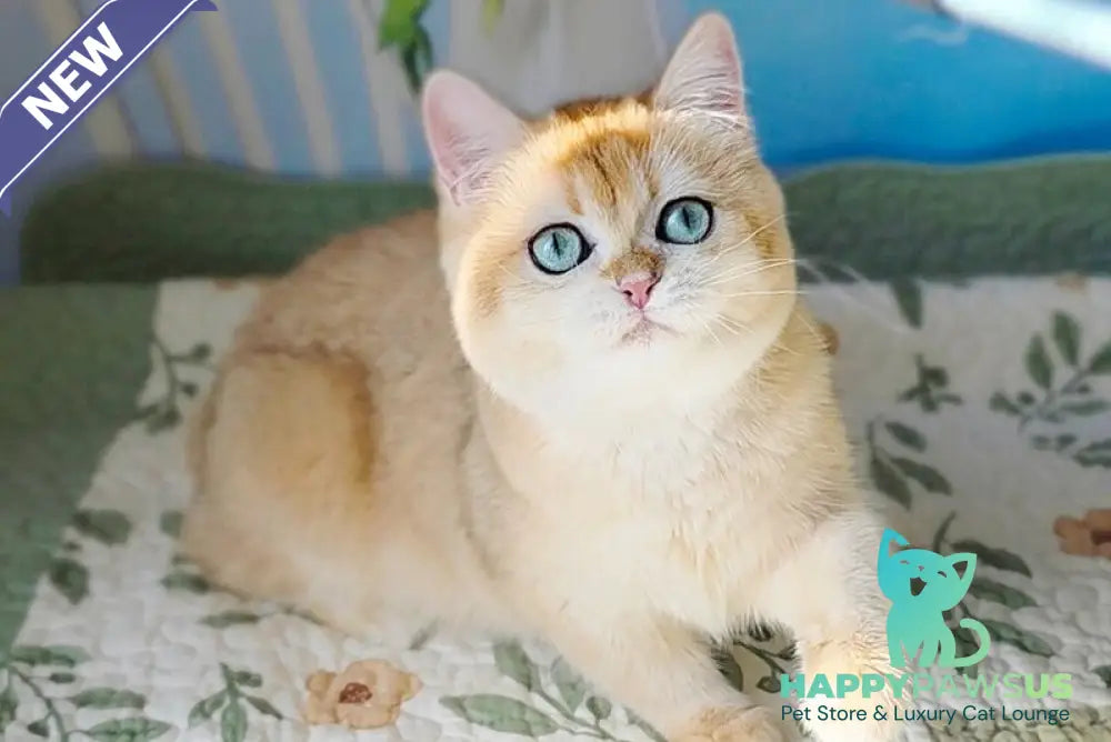 Cindy British Shorthair female black golden chinchilla - live animals