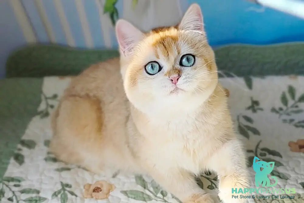 Cindy British Shorthair female black golden chinchilla - live animals