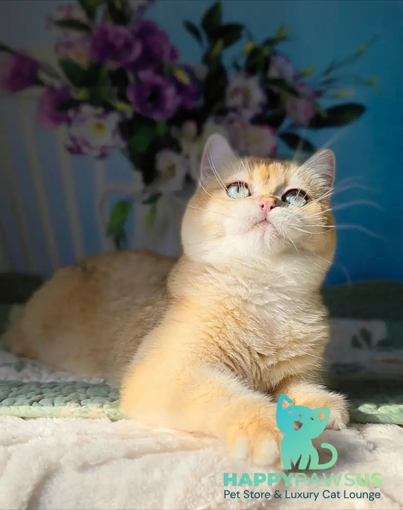 Cindy British Shorthair female black golden chinchilla - live animals